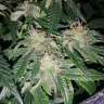 заказ семян конопли Auto Tutankhamon feminised GanjaLiveSeeds заказ семян конопли Auto Tutankhamon feminised GanjaLiveSeeds