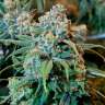 Семена марихуаны Auto Opium feminised Ganja Seeds Семена марихуаны Auto Opium feminised Ganja Seeds