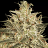 Atomical Haze feminised Ganja Seeds Atomical Haze feminised Ganja Seeds