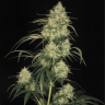 Atomical Haze feminised Ganja Seeds Atomical Haze feminised Ganja Seeds