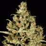 Atomical Haze feminised Ganja Seeds Atomical Haze feminised Ganja Seeds