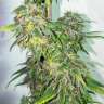купить качественные семена конопли  Mazar feminised купить качественные семена конопли  Mazar feminised