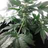 заказ семян конопли Auto Betty Boo regular