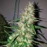 где заказать семена конопли Auto Power Plant feminised где заказать семена конопли Auto Power Plant feminised
