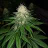 купить семена конопли в Украине Auto Power Plant feminised купить семена конопли в Украине Auto Power Plant feminised