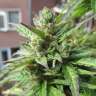 купить семена конопли автоцвет Northern Lights x Skunk feminised купить семена конопли автоцвет Northern Lights x Skunk feminised