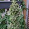 купить мощные семена конопли Northern Lights x Skunk feminised купить мощные семена конопли Northern Lights x Skunk feminised