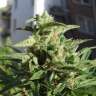 купить семена индийской конопли Northern Lights x Skunk feminised купить семена индийской конопли Northern Lights x Skunk feminised