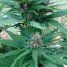 купить семена конопли медицинской CBD Himalaya Gold feminised купить семена конопли медицинской CBD Himalaya Gold feminised