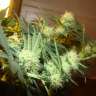 заказать на сайте семена конопли Auto Big Devil feminised GanjaLiveSeeds заказать на сайте семена конопли Auto Big Devil feminised GanjaLiveSeeds