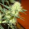 где можно заказать семена конопли Auto Big Devil feminised GanjaLiveSeeds где можно заказать семена конопли Auto Big Devil feminised GanjaLiveSeeds