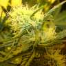 семена конопли для посадки купить Auto Big Devil feminised GanjaLiveSeeds семена конопли для посадки купить Auto Big Devil feminised GanjaLiveSeeds