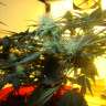 семена конопли курьером Auto Big Devil feminised GanjaLiveSeeds семена конопли курьером Auto Big Devil feminised GanjaLiveSeeds