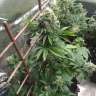 семена конопли в интернете Auto Wembley feminised GanjaLiveSeeds семена конопли в интернете Auto Wembley feminised GanjaLiveSeeds