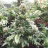 семена конопли аутдор Auto Wembley feminised GanjaLiveSeeds семена конопли аутдор Auto Wembley feminised GanjaLiveSeeds