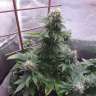 семена конопли элитных сортов Auto Wembley feminised GanjaLiveSeeds семена конопли элитных сортов Auto Wembley feminised GanjaLiveSeeds