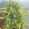 Auto Royal AK feminised Ganja Seeds Auto Royal AK feminised Ganja Seeds