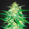 Семена конопли автоцветов Auto Royal AK feminised Ganja Seeds Семена конопли автоцветов Auto Royal AK feminised Ganja Seeds