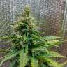 Автоцветущие сорта конопли Auto Royal AK feminised Ganja Seeds Автоцветущие сорта конопли Auto Royal AK feminised Ganja Seeds
