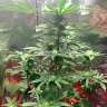 Недорогие семена конопли Auto Royal AK feminised Ganja Seeds Недорогие семена конопли Auto Royal AK feminised Ganja Seeds
