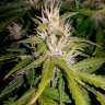 Качественные сорта конопли Auto Royal AK feminised Ganja Seeds Качественные сорта конопли Auto Royal AK feminised Ganja Seeds