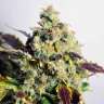 Auto Doctor's Choice feminised Ganja Seeds