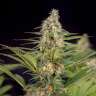 Auto Doctor's Choice feminised Ganja Seeds