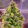 Auto Doctor's Choice feminised Ganja Seeds