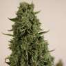 Auto Doctor's Choice feminised Ganja Seeds
