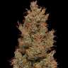 Auto Wembley feminised Ganja Seeds Auto Wembley feminised Ganja Seeds