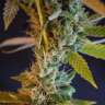 конопля семена сорта заказать Shiva Skunk feminised конопля семена сорта заказать Shiva Skunk feminised