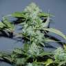семена конопли элитных сортов Auto Balkhash feminised Bang Seeds семена конопли элитных сортов Auto Balkhash feminised Bang Seeds