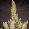 Auto White Russian feminised GanjaLiveSeeds Auto White Russian feminised GanjaLiveSeeds
