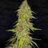 Auto White Russian feminised GanjaLiveSeeds Auto White Russian feminised GanjaLiveSeeds