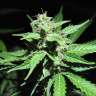 семена конопли для посадки купить Auto White Russian feminised GanjaLiveSeeds семена конопли для посадки купить Auto White Russian feminised GanjaLiveSeeds