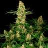 Недорогие сорта конопли Wappa feminised Ganja Seeds Недорогие сорта конопли Wappa feminised Ganja Seeds