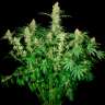 Фотопериодные сорта конопли Wappa feminised Ganja Seeds Фотопериодные сорта конопли Wappa feminised Ganja Seeds