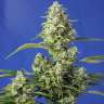Auto Gorilla Girl XL feminised Ganja Seeds Auto Gorilla Girl XL feminised Ganja Seeds