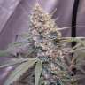 Auto Gorilla Girl XL feminised Ganja Seeds Auto Gorilla Girl XL feminised Ganja Seeds
