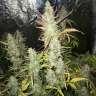 Auto Gorilla Girl XL feminised Ganja Seeds Auto Gorilla Girl XL feminised Ganja Seeds