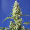 Auto Gorilla Girl XL feminised Ganja Seeds Auto Gorilla Girl XL feminised Ganja Seeds