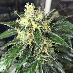 Auto Blue Mystic regular Ganja Seeds