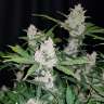 купить семена конопли с доставкой Auto Fastberry feminised