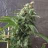 заказать семена конопли наложенным платежом Krystalica regular заказать семена конопли наложенным платежом Krystalica regular