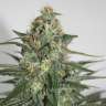 заказать семена конопли Krystalica regular заказать семена конопли Krystalica regular