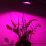 Фитопрожектор ЛЮКС 20 Ват для марихуаны Фитопрожектор ЛЮКС 20 Ват для марихуаны