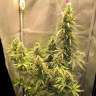 Auto Lemon Kix feminised Ganja Seeds