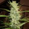 купить семена конопли медицинской Super Lemon Haze feminised купить семена конопли медицинской Super Lemon Haze feminised