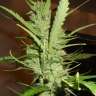 купить семена конопли медицинской Super Lemon Haze feminised купить семена конопли медицинской Super Lemon Haze feminised