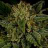 заказать семена конопли Sour Diesel feminised
